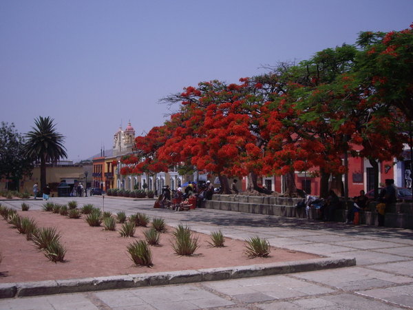 Oaxaca city - Plaza Santo Domingo