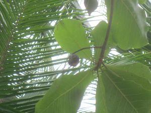 Coconuts & Almonds Costa Rica 021