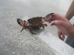 Catching blue crabs
