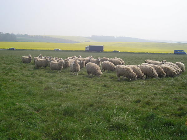 Sheep at Stonehenge