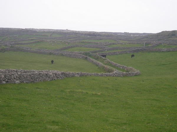 Fields with stone fences