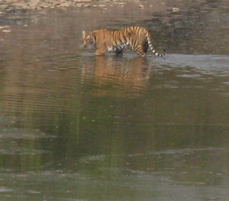 Tiger at Bardia