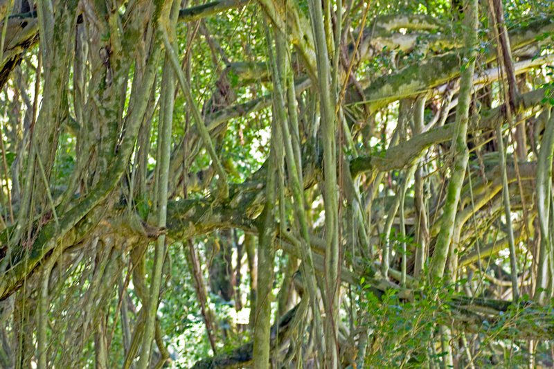 Lush Bamboo