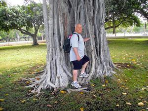Roger and the Banyon tree
