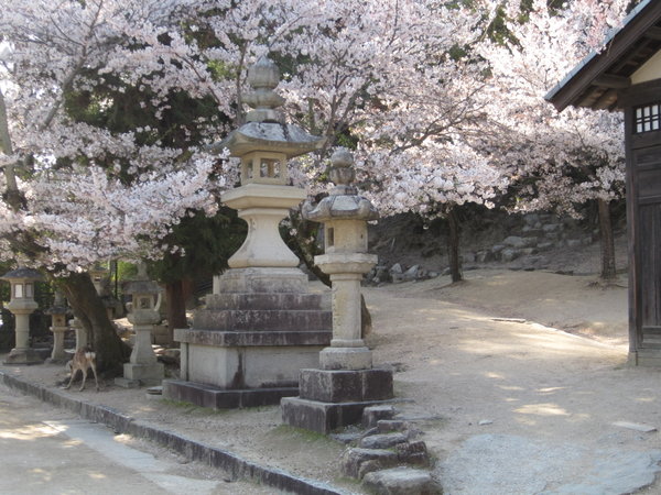 Sakura, nog meer