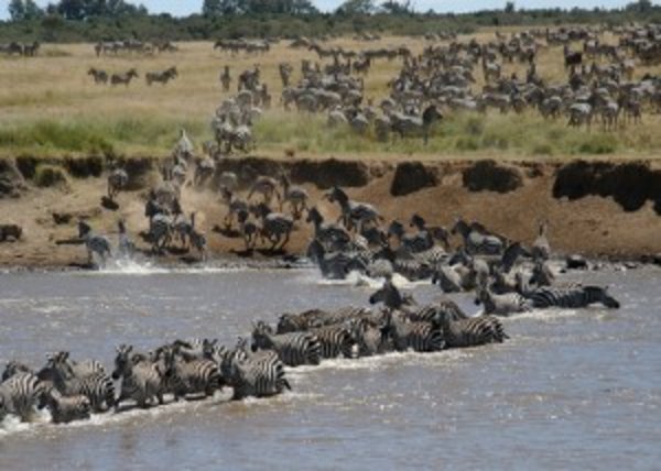 Masai Mara Wildebeest Migration Safari,The Great Migration of Wildebeest and Zebra