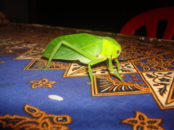 Wierd bug in Malaysia