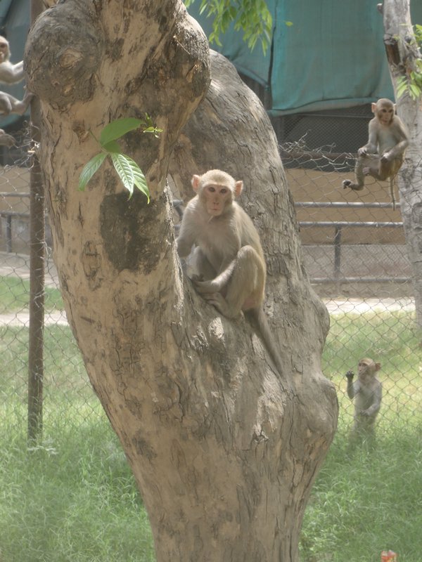 Monkey at Zoo
