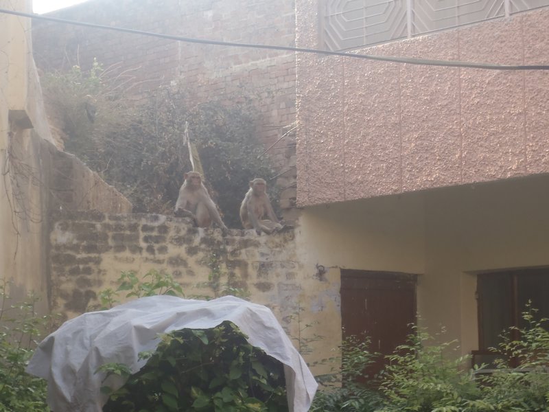 Monkeys at the hostel