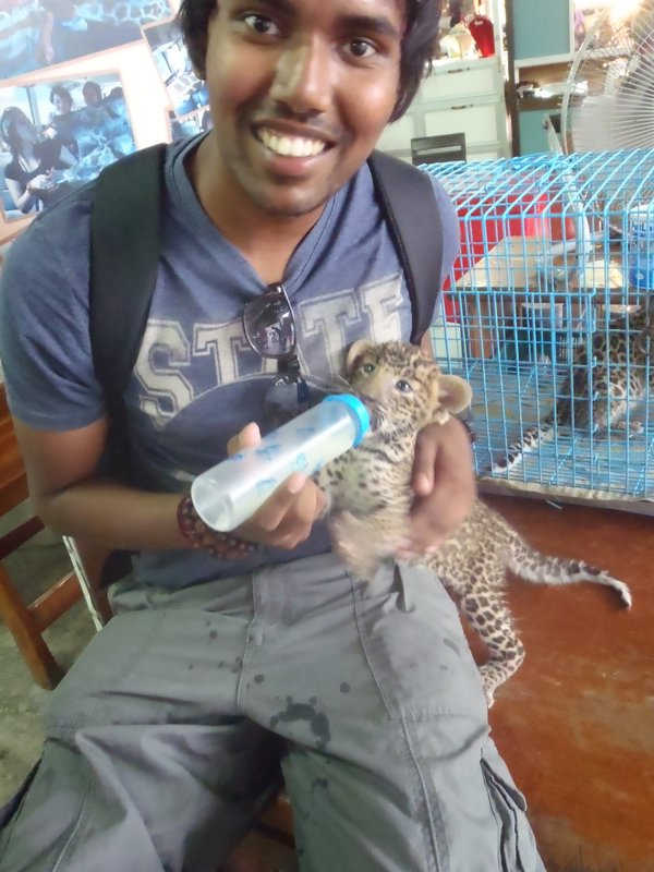 Feeding the leopard cub