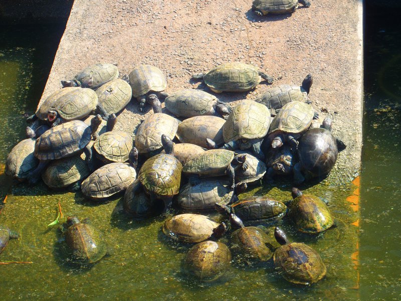 turtles on the way to kek lok si