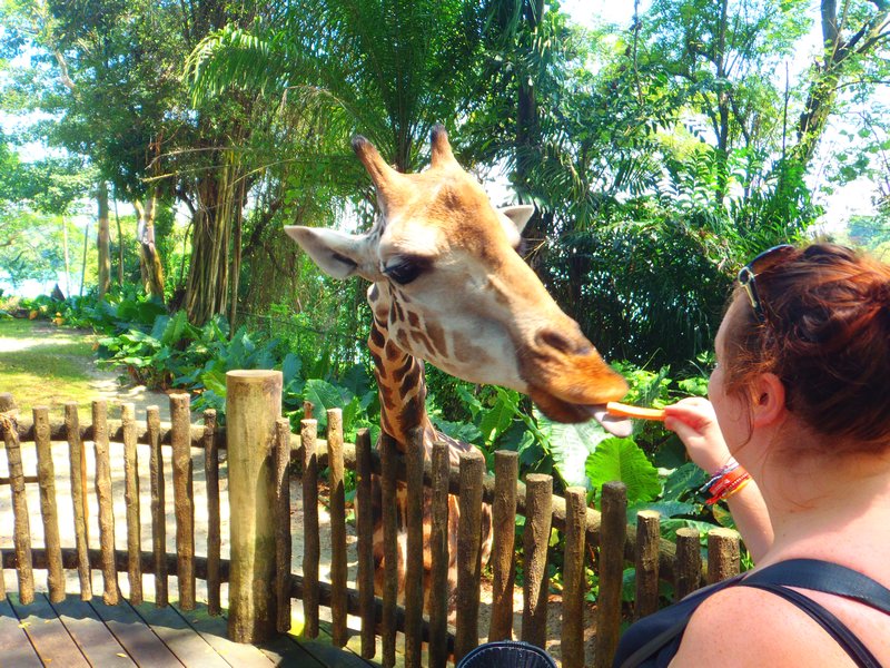 feeding the baby giraffe