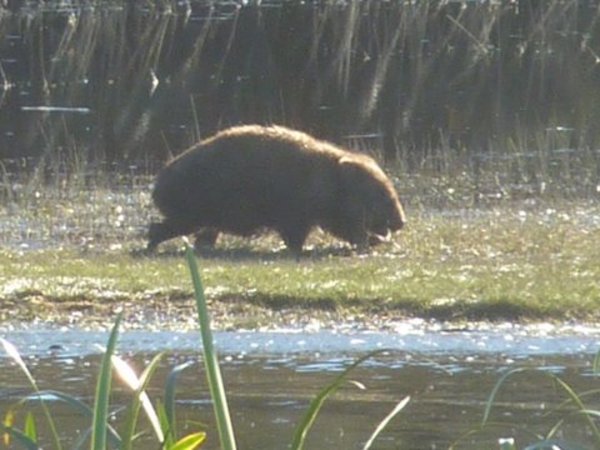 Wombat on the shore
