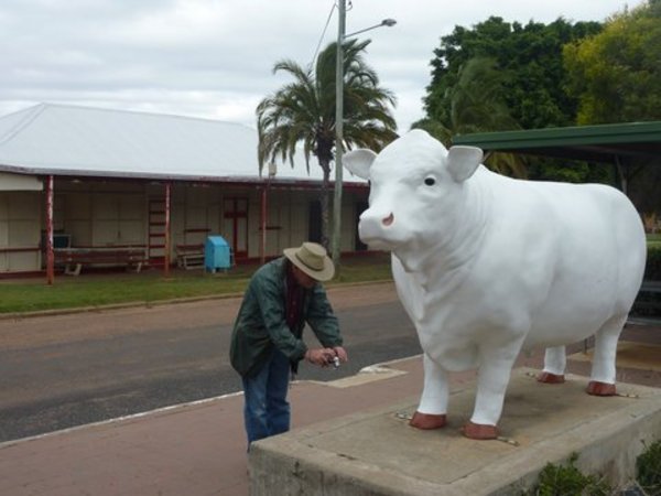 Aramac White Bull