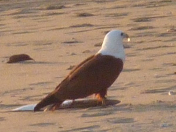 Sea eagle & fish on beach