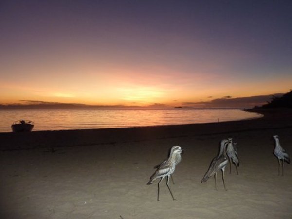 Sunset & curlews