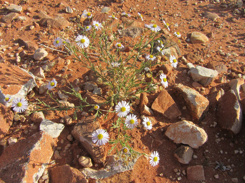Flowers that reminded me of Richtersveld