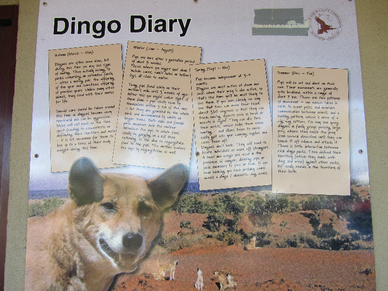 Dingo Diary