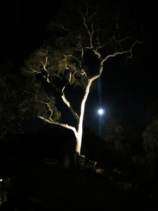 That's a ghost gum the moon is peeping around