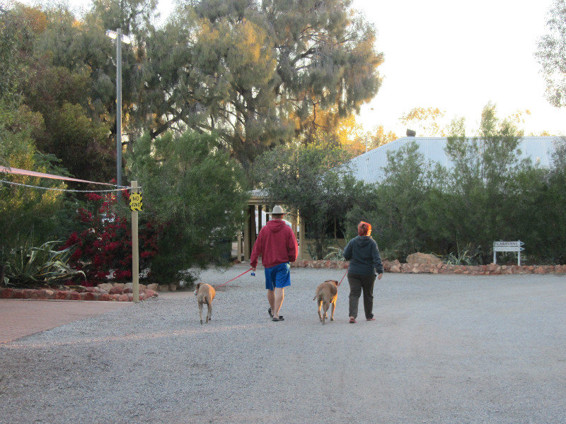 Aussies walking their dogs even at a roadside station