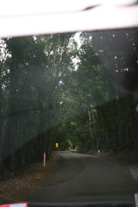Scenes from the drive thru Kangaroo Valley