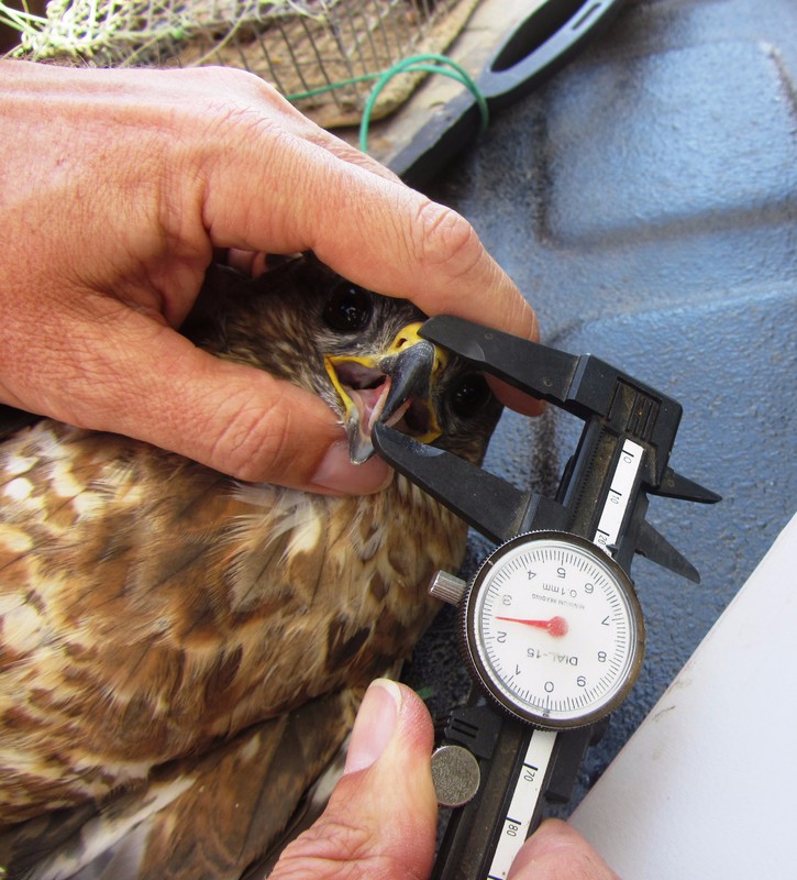 Measuring the Beak