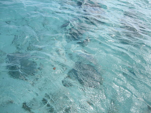 Swimming with the string rays