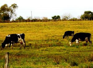 Estancia Anchorena