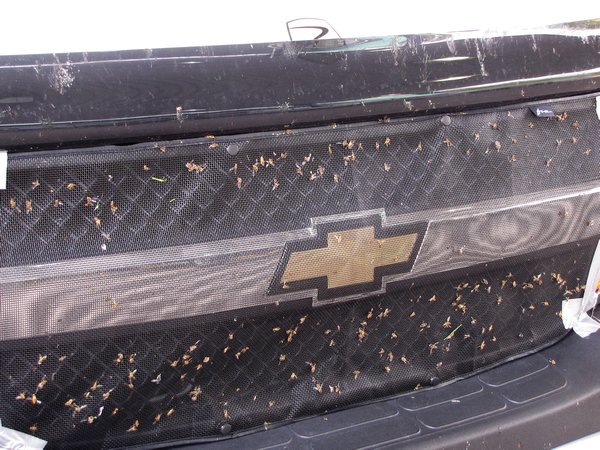 OT15 bee swarm evidence