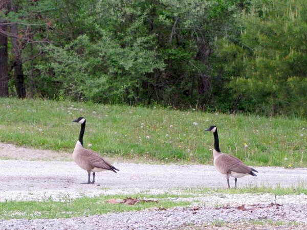 OT18 Lynnville Canadian geese (turkey invisible)