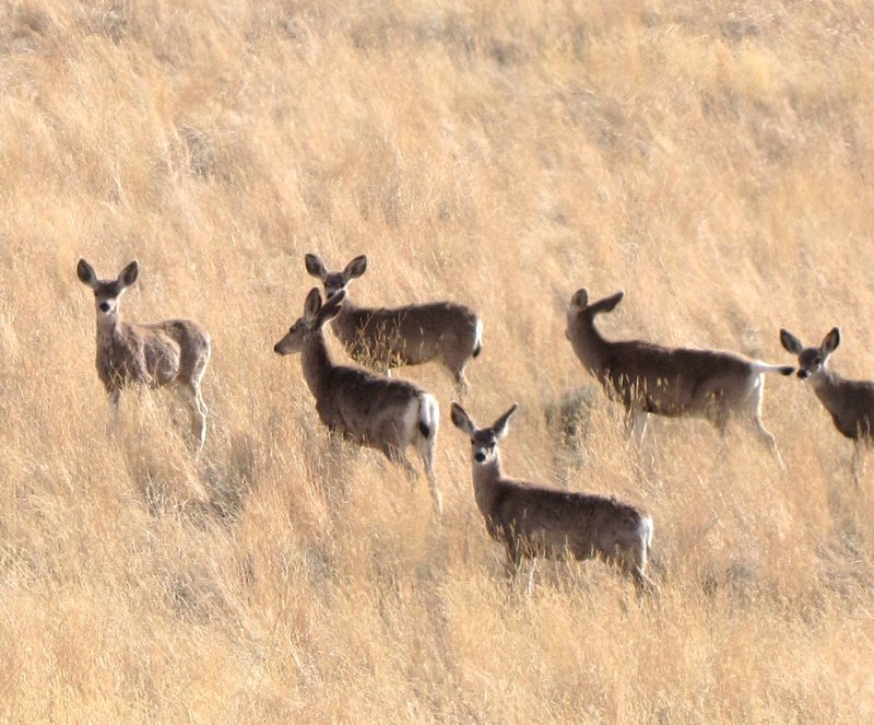 OTW6 Mule deer in Wyoming