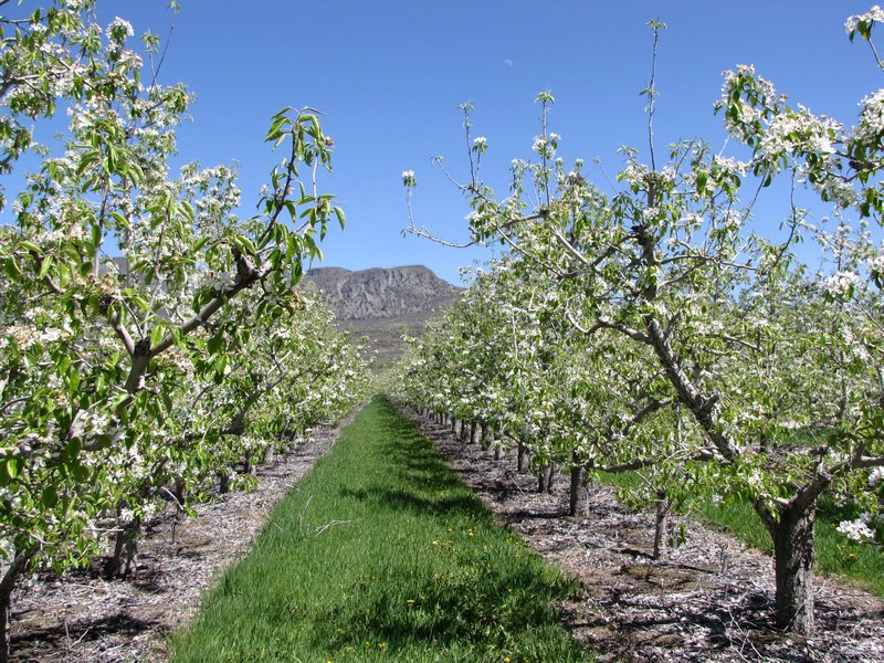AK2 May10 apple orchard between river and dry hills