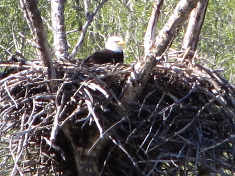 AK2 May12 Bald eagle nesting