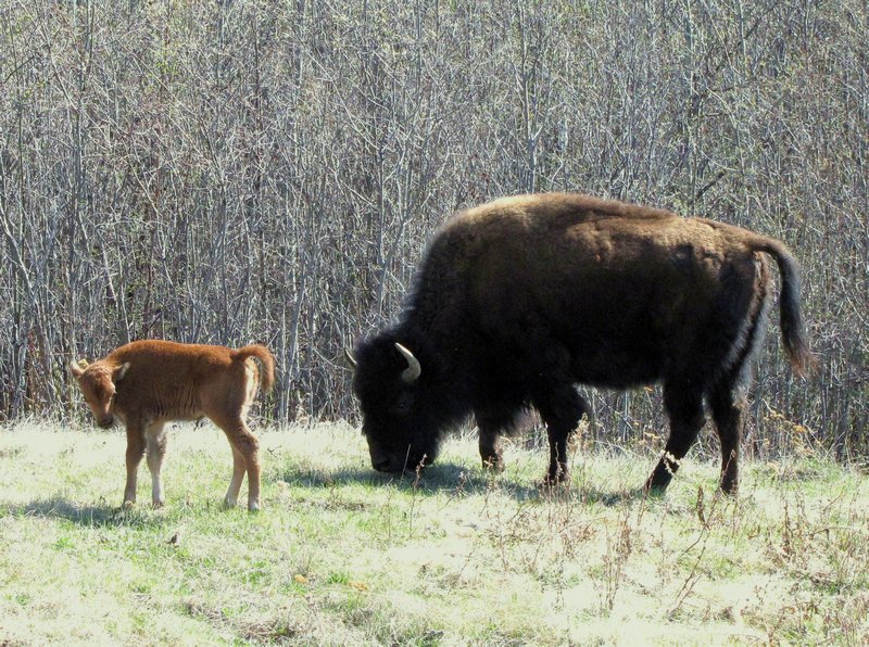 AK2 May20 Wood bison cow and calf