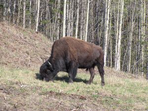 AK1 May20 Wood bison bull