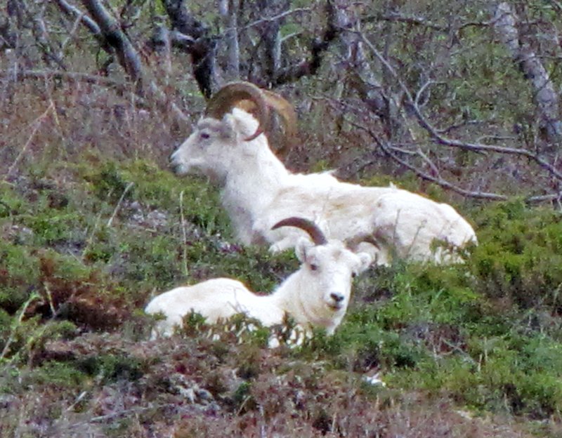 AK3 May25 Dall Sheep