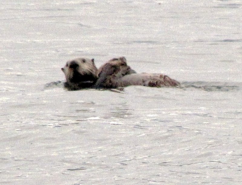 AK14 May29 Mother sea otter and pup