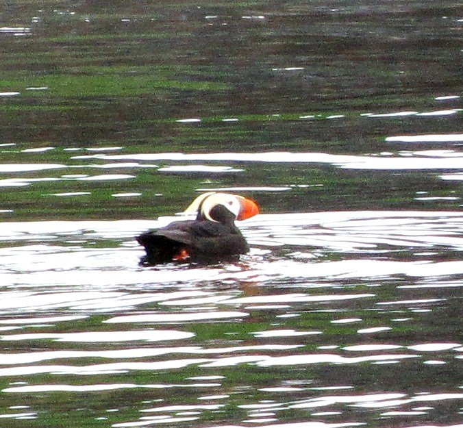 AK6 May29 Tufted puffin in breeding plumage