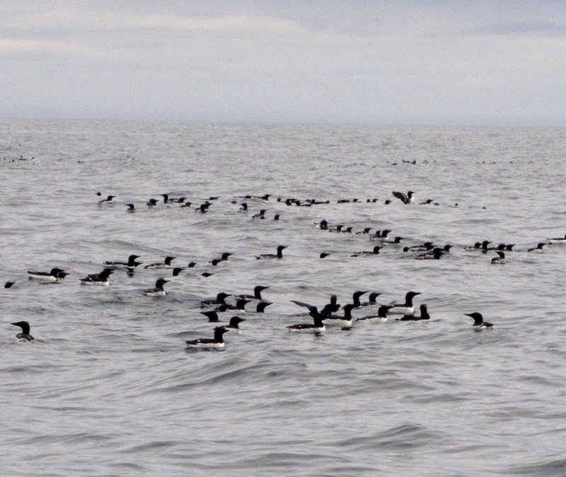 AK10 May29 flock of ancient murrelets
