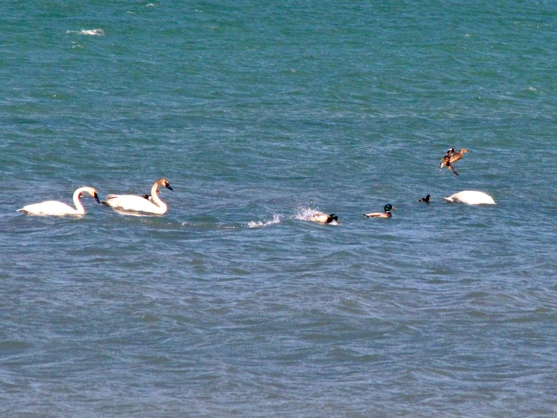 AK6 June1 A few swans and ducks on Dezadeash Lake