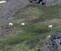 AK3 June6 Dall Sheep on Chugach Mountains near Anchorage
