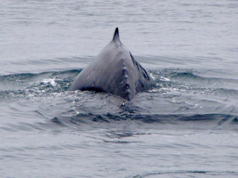 AK7 June9 Humpback whale