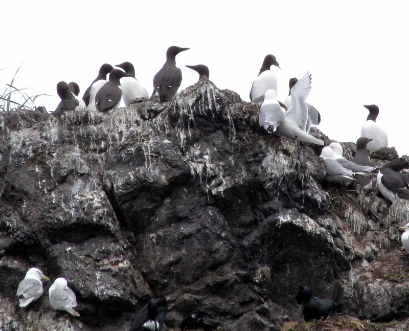 AK5 June14 Common murres and friends