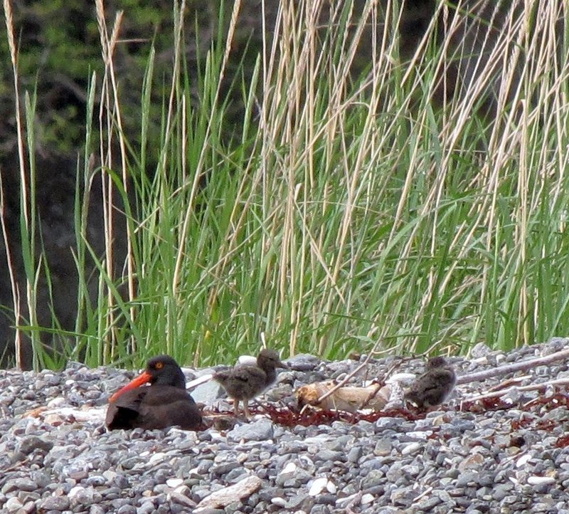 AK6 June14 Oyster Catcher and chicks