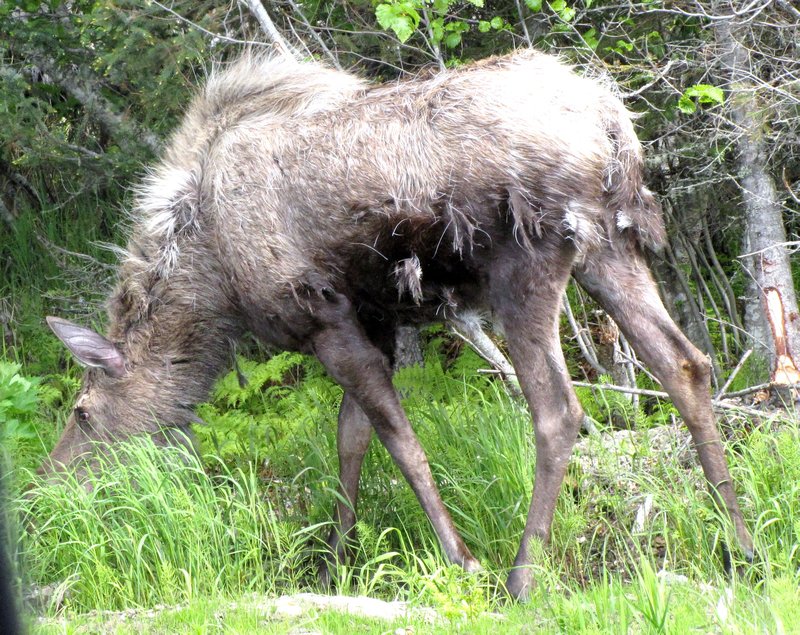 AK3 June15 Moose