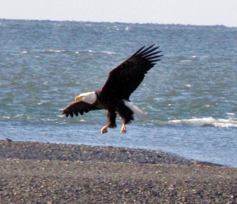 AK6 June15 eagle landing