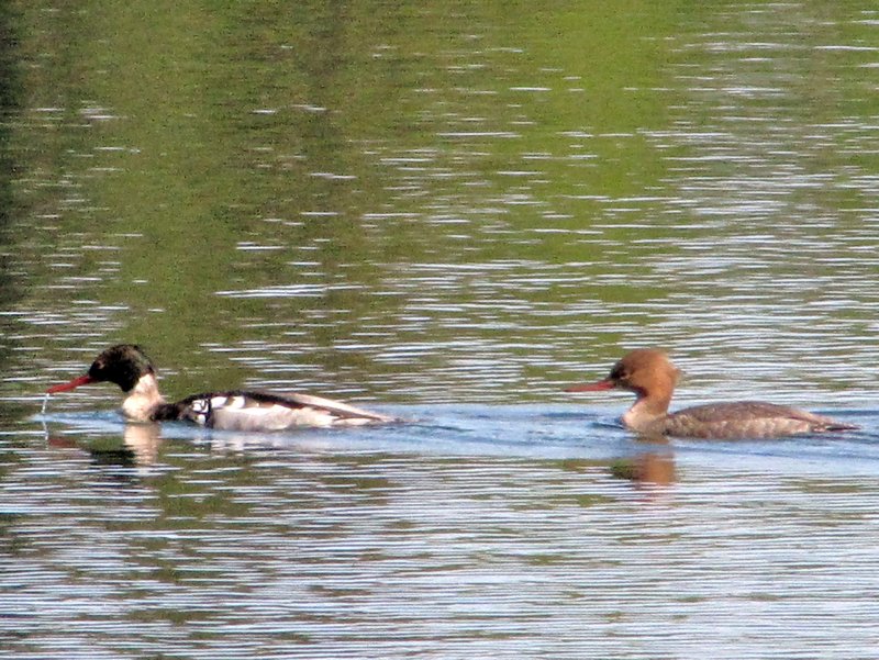 AK5 June16 Pintail ducks on Johnson Lake