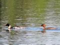 AK5 June16 Pintail ducks on Johnson Lake