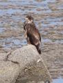 AK2 June16 Juvenile Eagle on rock in front of Rosie
