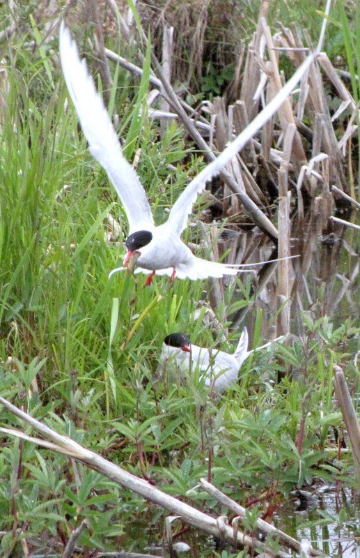 AK2 June21 Arctic terns--male delivering food, female sitting on eggs